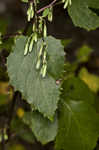 Tall rattlesnakeroot